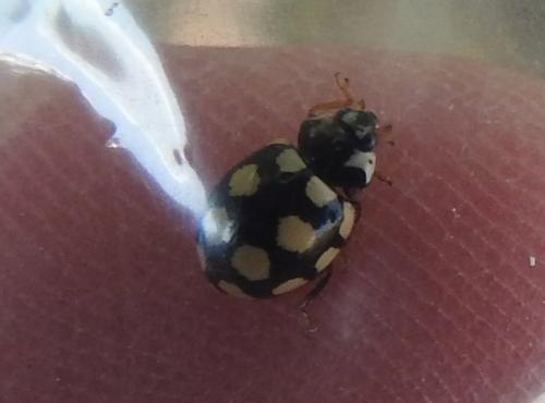 Réf. 276 062 : Coccinula quatuordecimpustulata